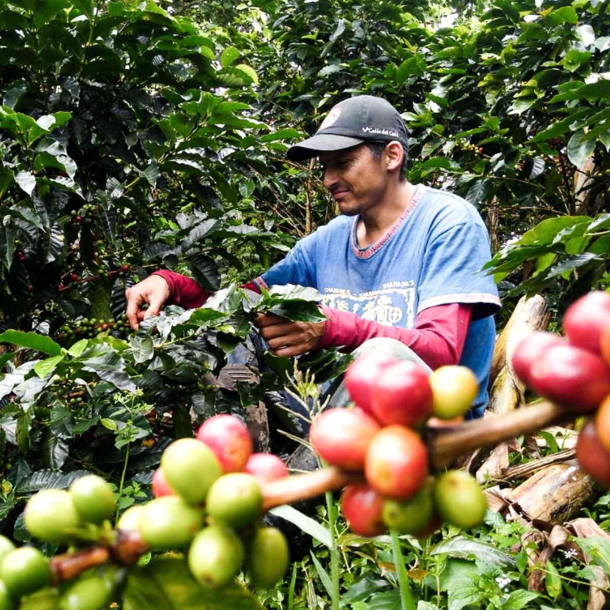 Colombia | Wicked Joe Organic